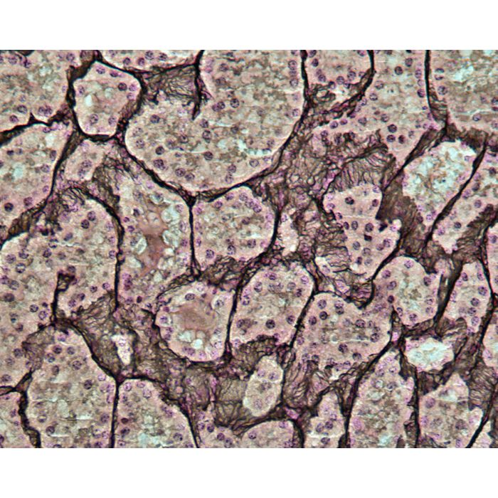 Reticulin Stain Kit - Polysciences