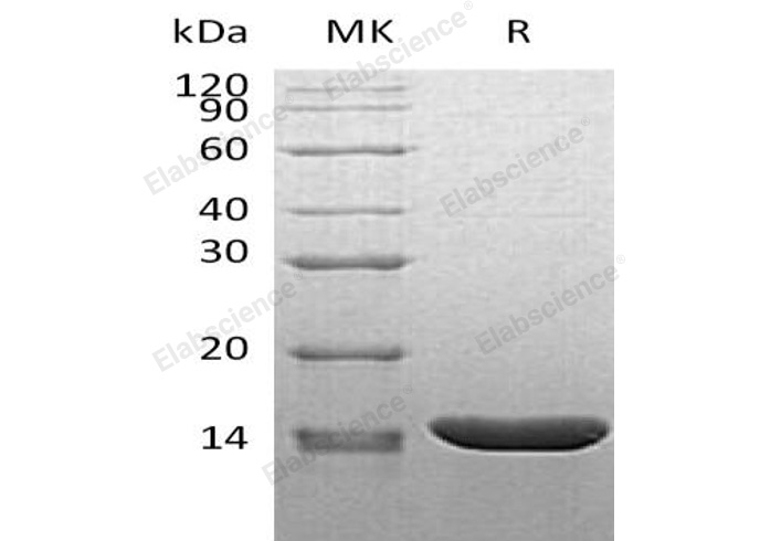 Recombinant Mouse TNF-alpha/TNFA Protein - small - 1