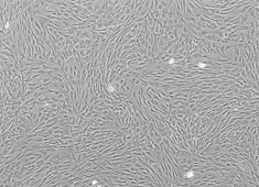 Wistar Rat Mesenchymal Stem Cells RAWMX-01001
