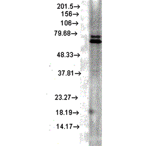 Anti-HSP70 Monoclonal Antibody (Clone : 5A5) - Alkaline Phosphatase(Discontinued)