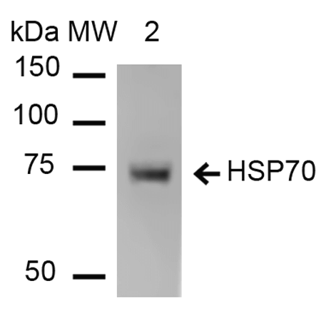 Anti-HSP70 Monoclonal Antibody (Clone : 1H11) - Alkaline Phosphatase(Discontinued)