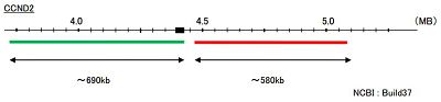 Hybridization position of the probes on the chromosome.