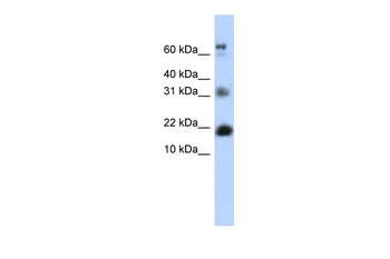 BUD31 Antibody