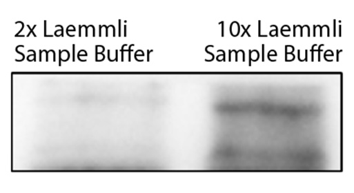 Laemmli Sample Buffer (10x)