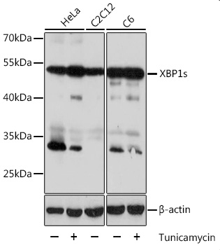 XBP1s antibody