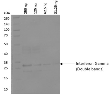 Mouse Anti-IFN-Gamma