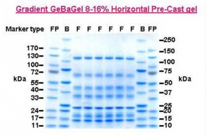 new-GEBA-GEL
