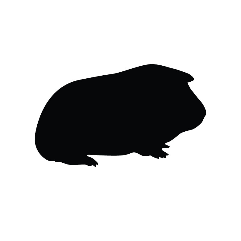 guinea pig