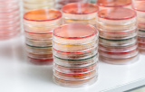 Petri dishes for microbiology