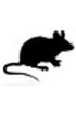 Cross adsorbed Anti-Mouse secondary antibodies