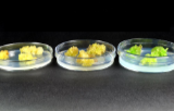 Petri dishes for plant tissue culture