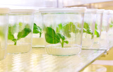 Vessels for plant tissue culture