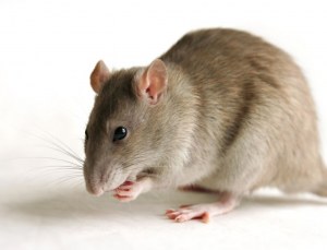Transgenic Rats