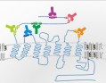 Custom Service: Monoclonal antibody library production