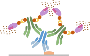 Immunohistochemistry protocol - Avidin/Biotin Method (ABC)