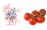 Lycopersicon esculentum (LEL/LEA)