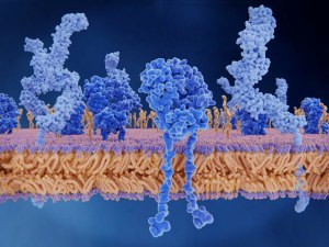 WEBINAR : How to obtain native membrane proteins for drug discovery ?