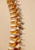 cDNA Spinal cord