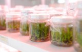 Products for plant tissue culture
