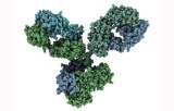 Primary antibodies