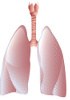 Human cDNA Respiratory system