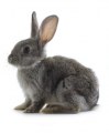 Custom service : Rabbit polyclonals production