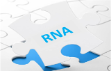 RNA transfection