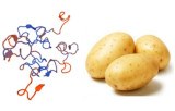 Solanum tuberosum Lectin (STA/STL)