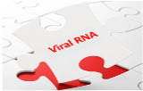 Extraction and purification of viral RNA